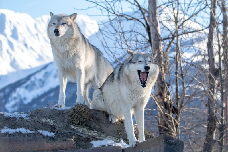 Wolf