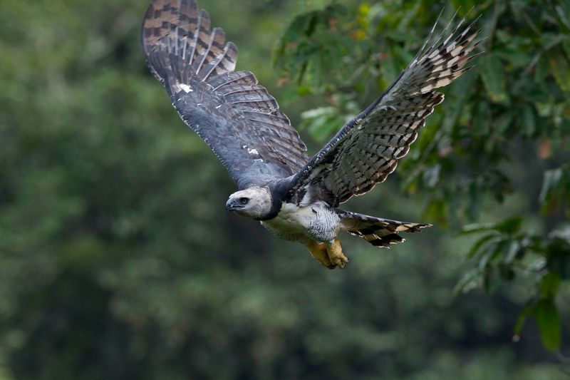 Harpy Eagle