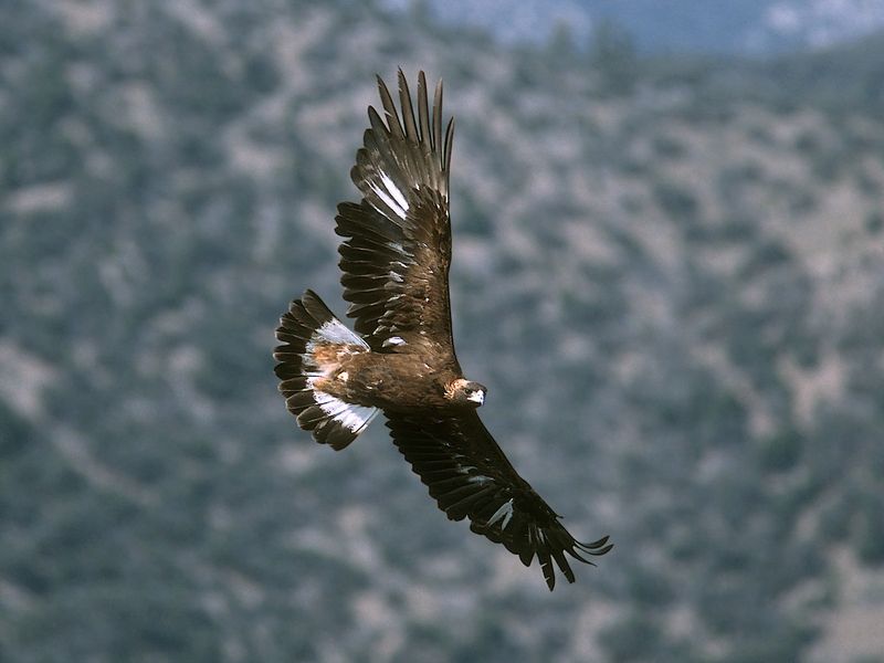 Golden Eagle
