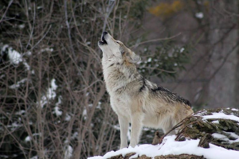 Gray Wolf