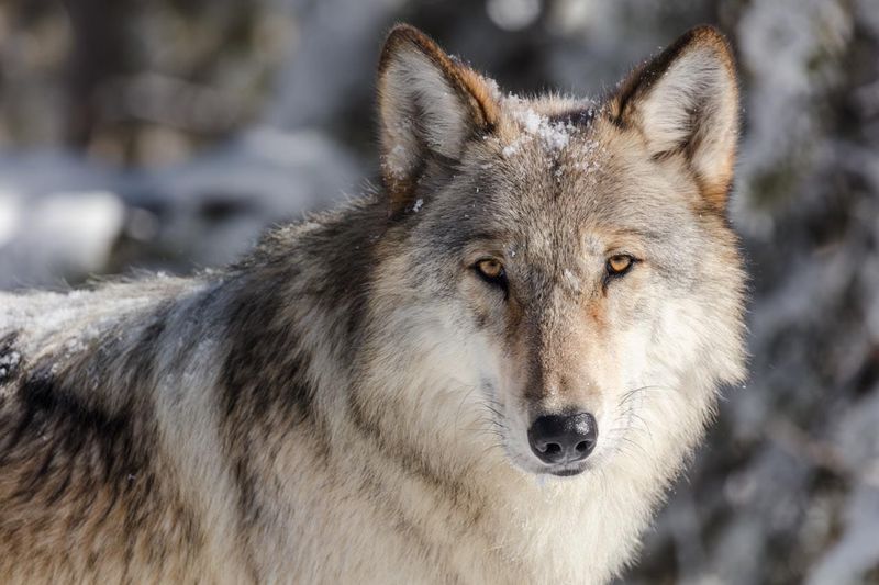 Gray Wolf