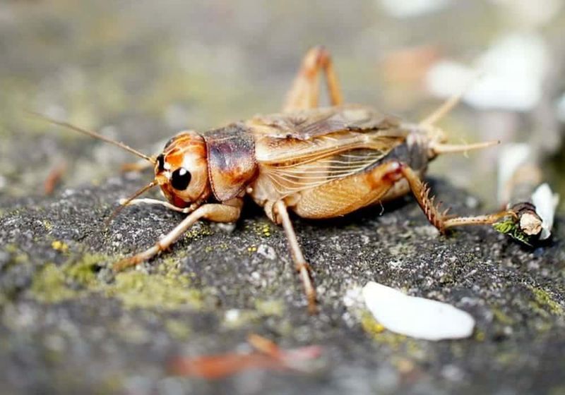 Crickets