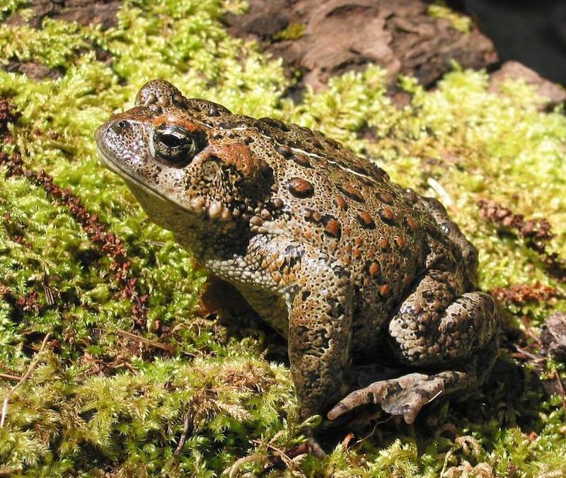 Western Toad