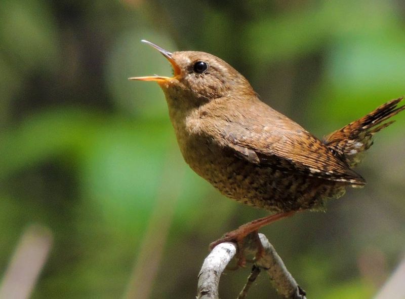 Pacific Wren