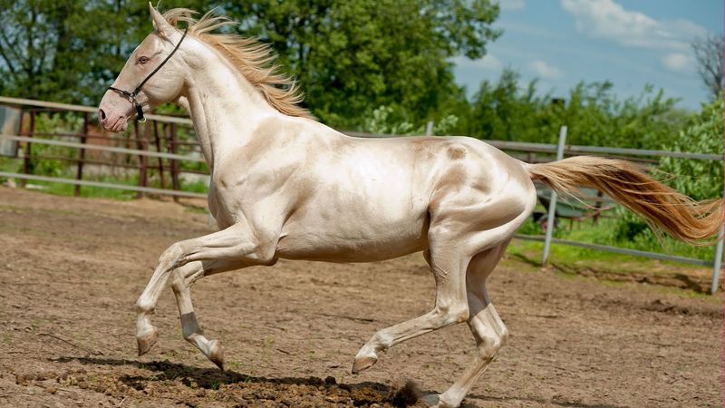 Akhal-Teke