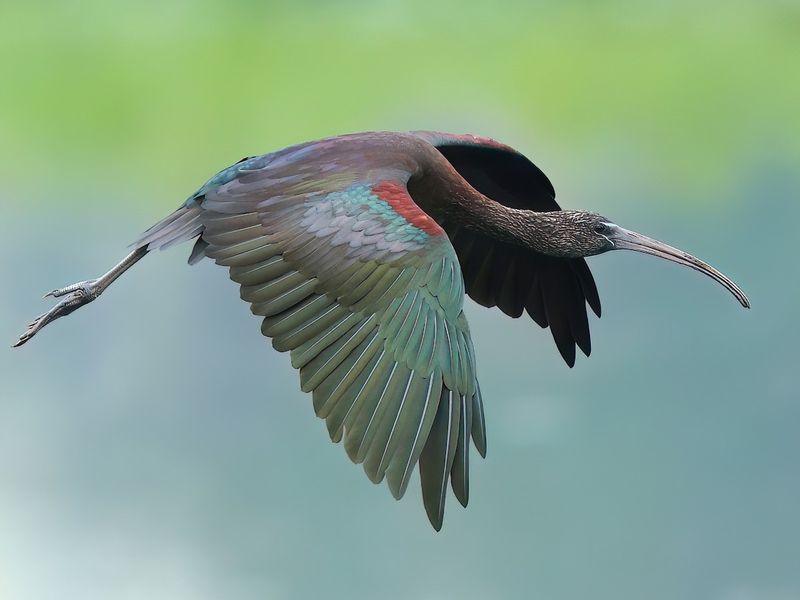 Glossy Ibis