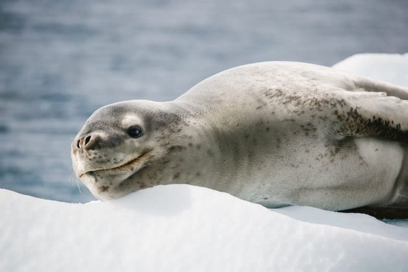 Leopard Seal