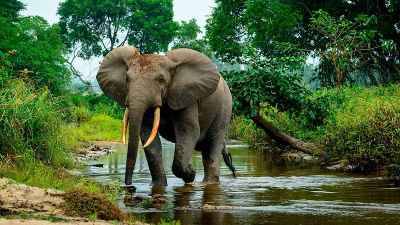 Elephant