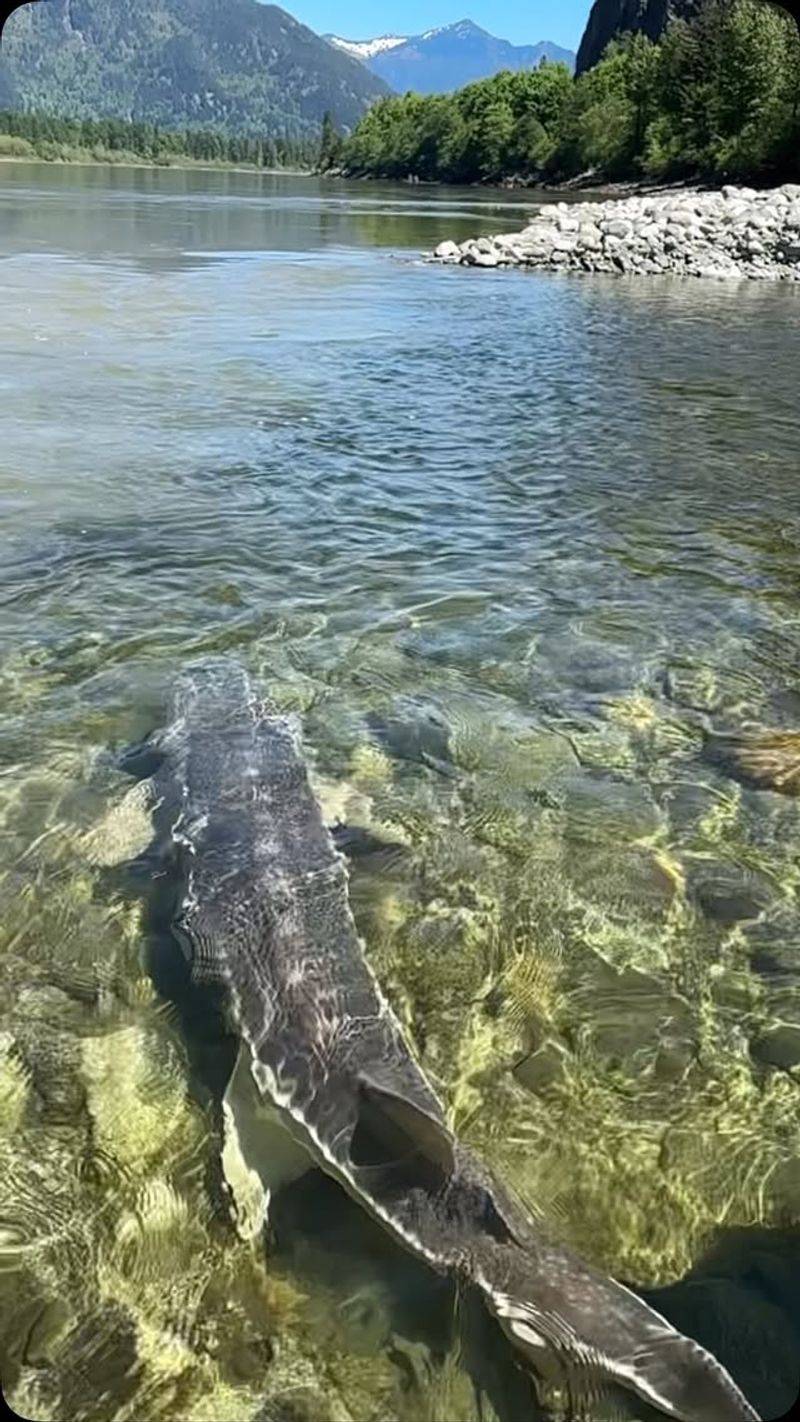 Sturgeon