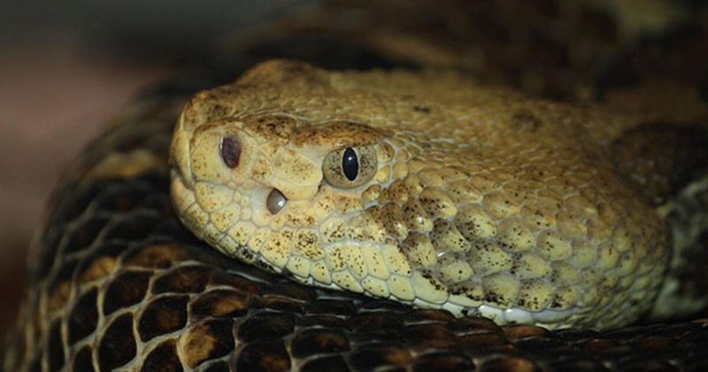 Pit Viper