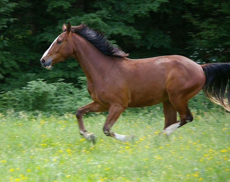Horse