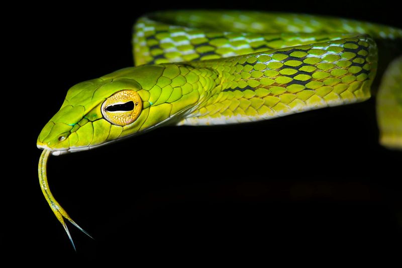 Vine Snake