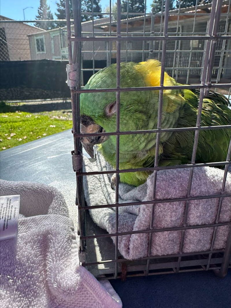 Parrot