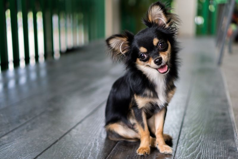 Dogs (Small Breeds)