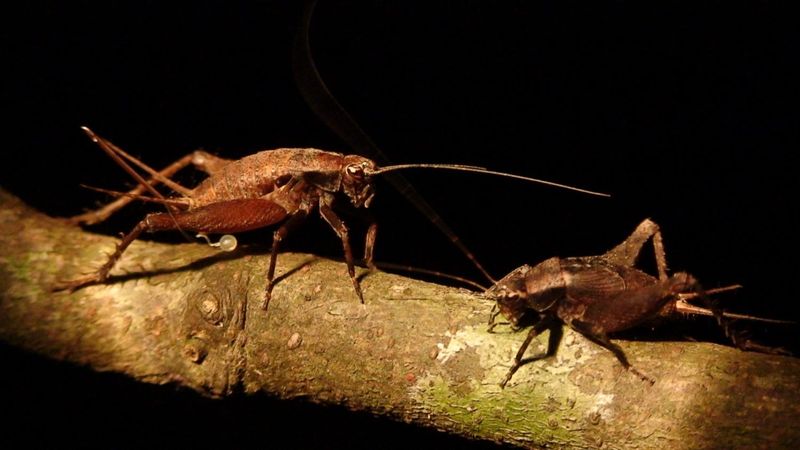Crickets