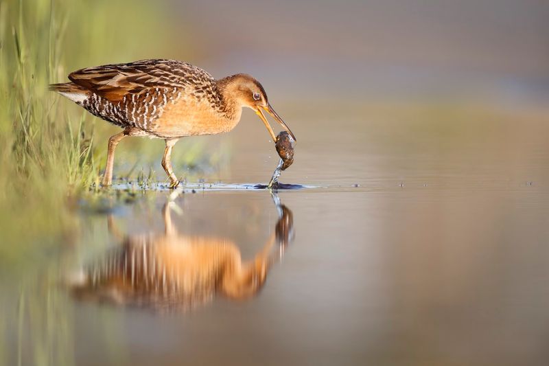 King Rail