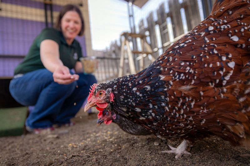 Chickens