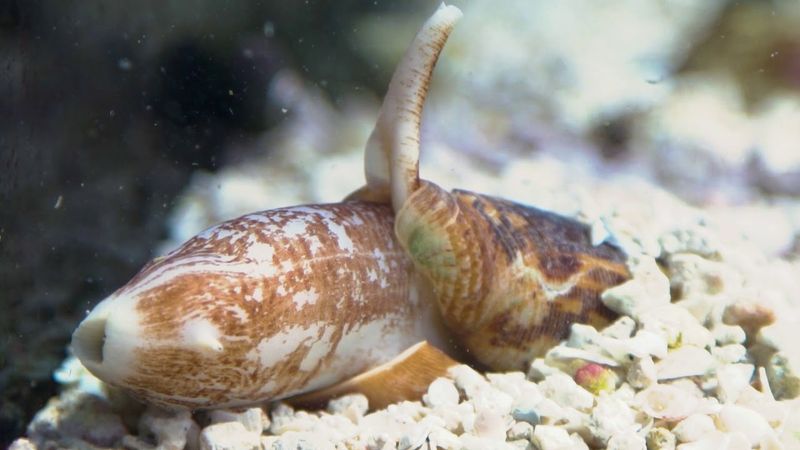 Life Cycle and Reproduction