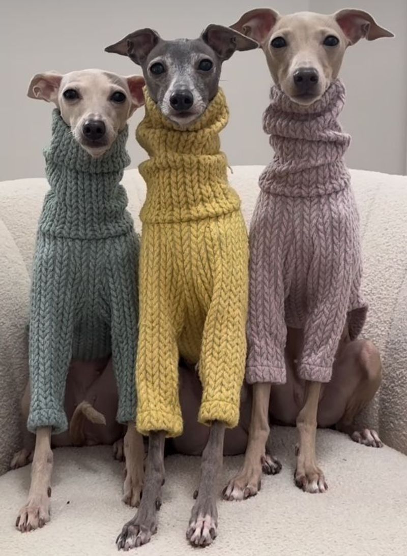 Italian Greyhound