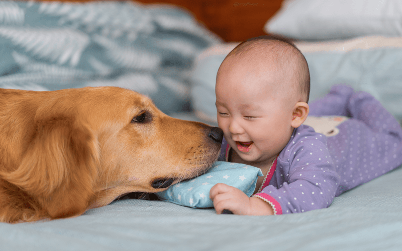 Golden Retriever