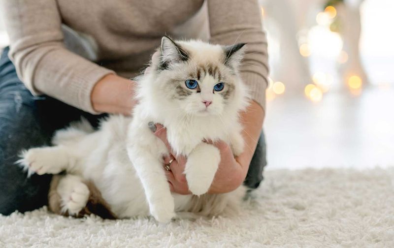 Ragdoll Cat