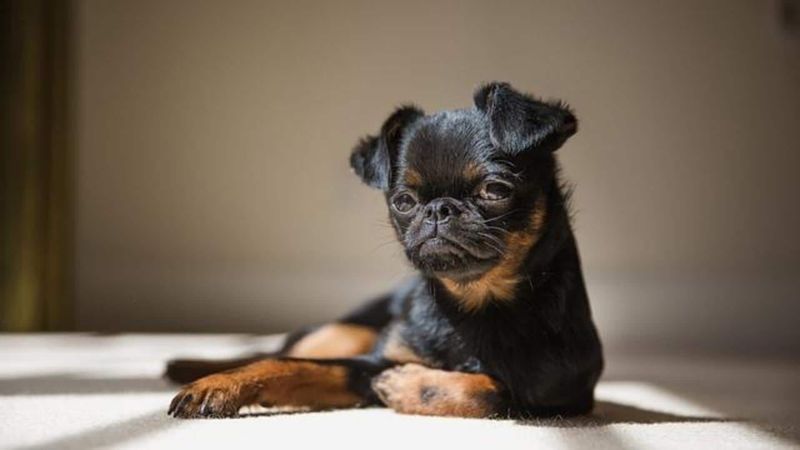 Brussels Griffon