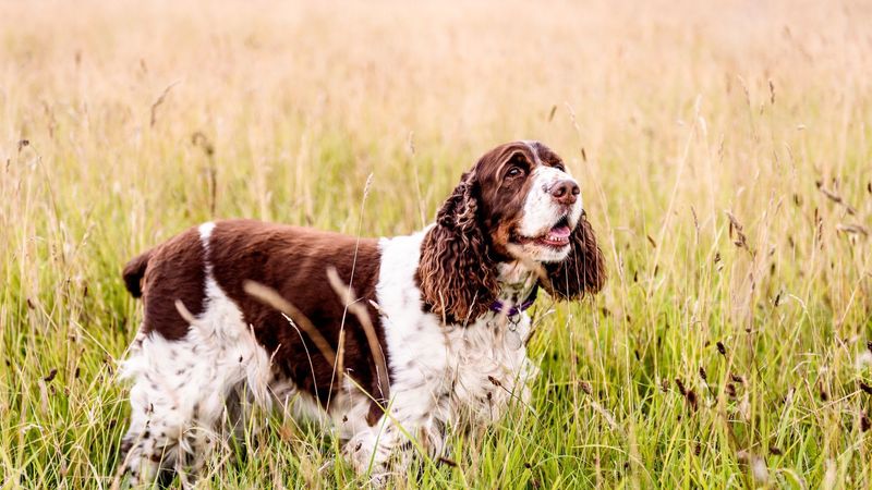 English Springer Spaniel