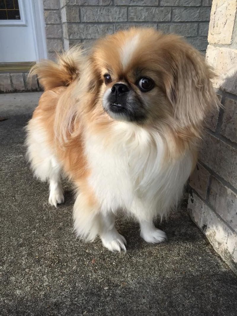 Pekingese