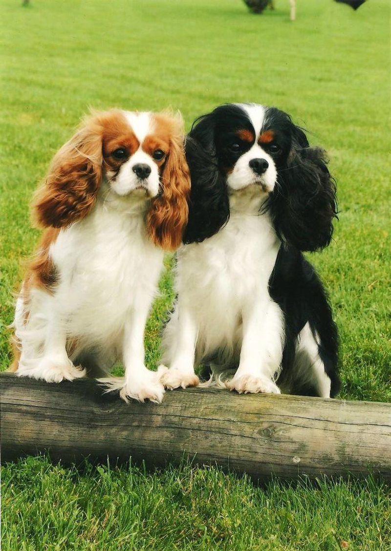 Cavalier King Charles Spaniel