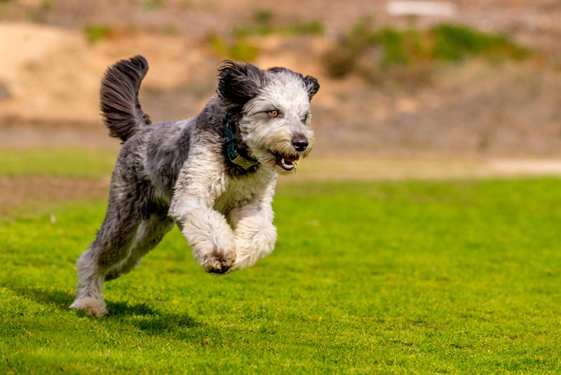Aussiedoodle