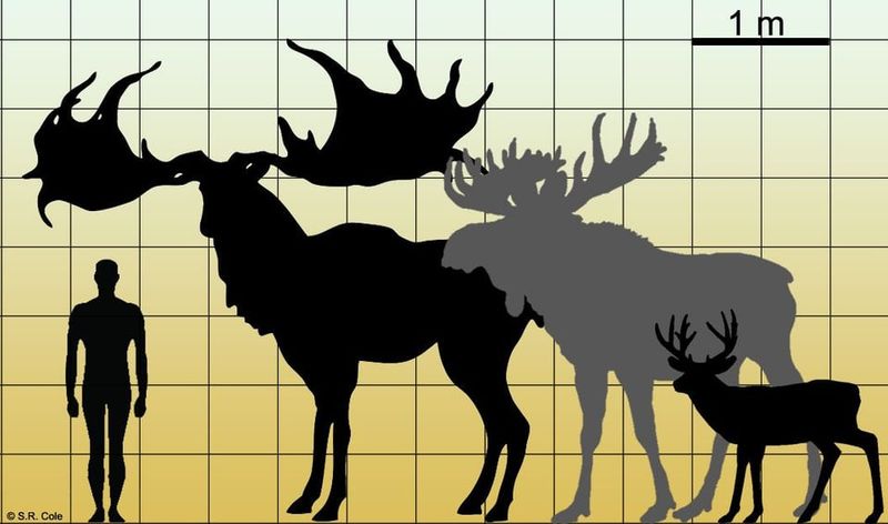 Moose