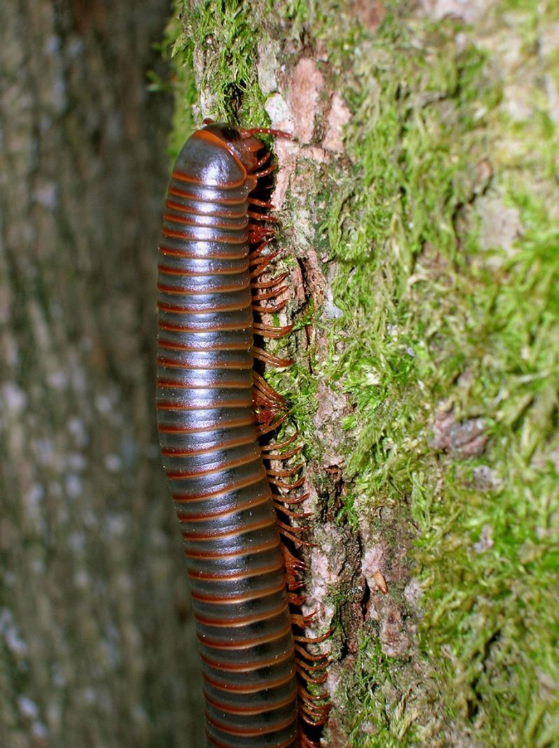 Appalachian Giant Millipede