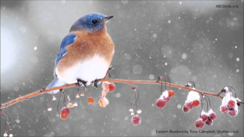 Eastern Bluebird