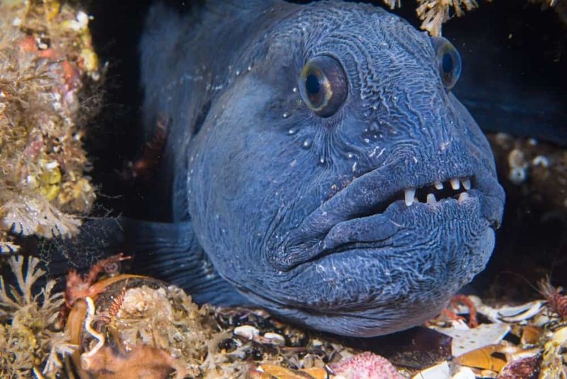 Wolf Fish