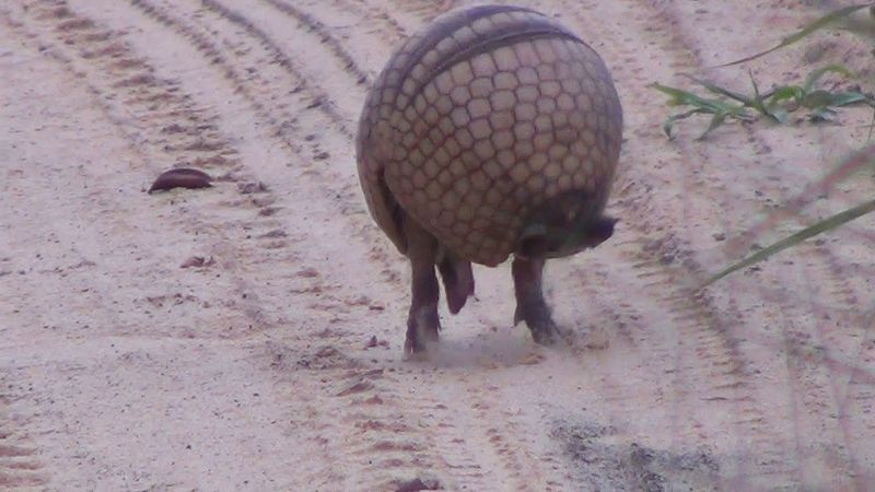 Armadillo