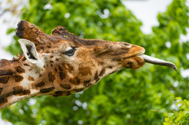 Giraffe