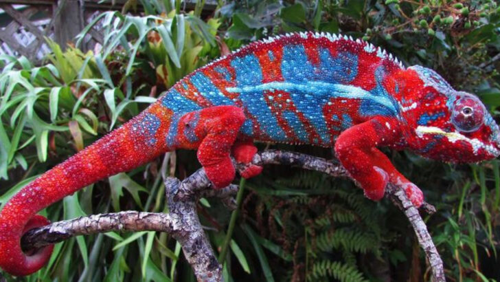 Chameleons Don’t Change Color for Camouflage—Here’s What They’re Really Doing