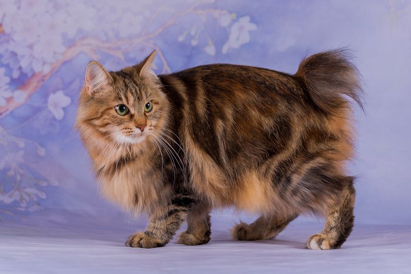 Japanese Bobtail