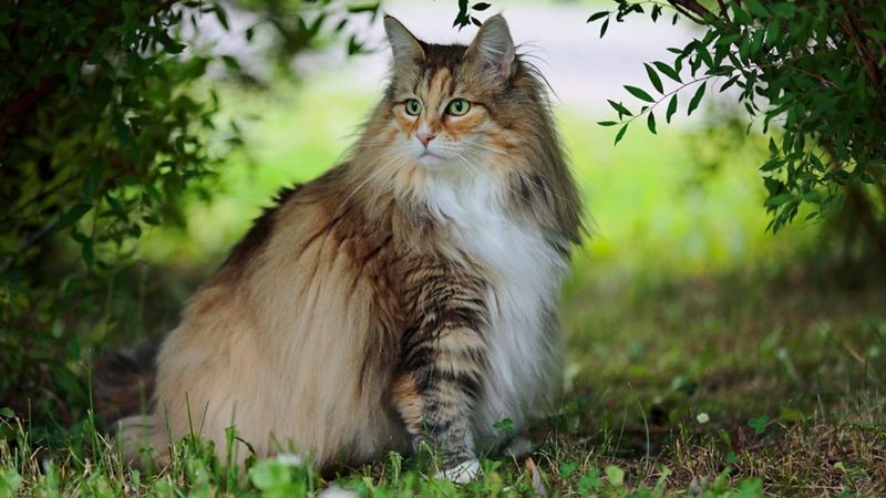 Norwegian Forest Cat