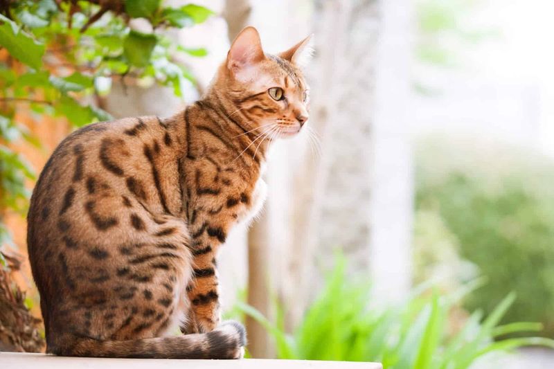 Bengal (F1 or F2 generations)