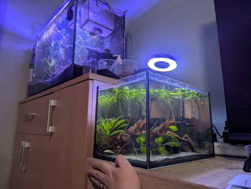 Quarantine New Additions