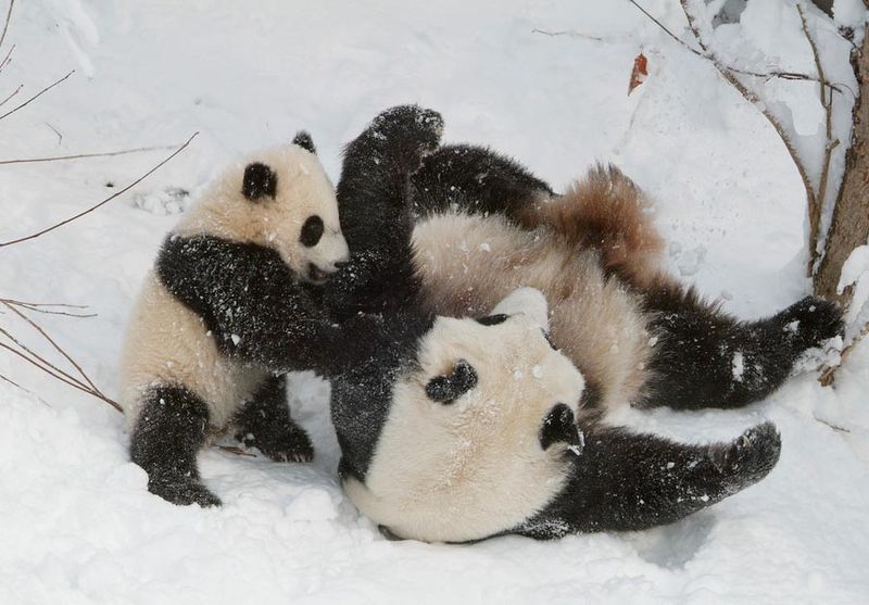 Playful Panda