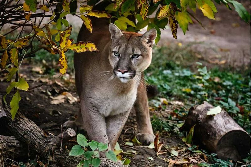 Cougar / Puma
