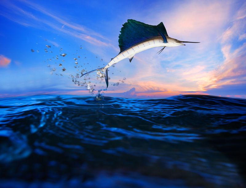 Sailfish