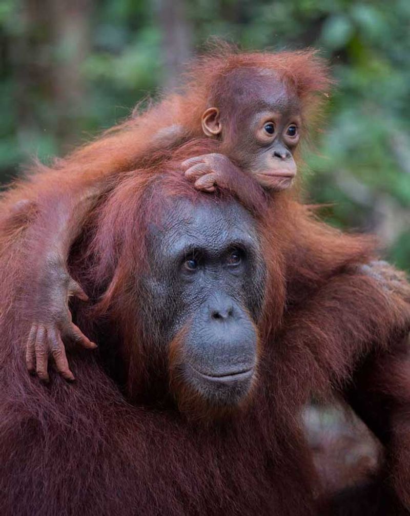 Orangutan Mothers