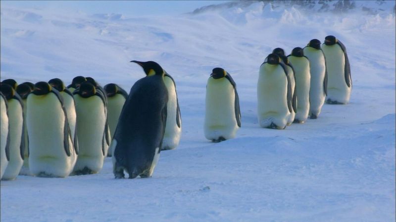 Emperor Penguin Females