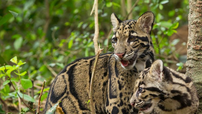 Clouded Leopard