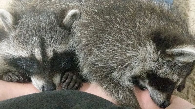 Raccoons