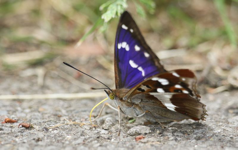 Purple Emperor Butterfly (UK)