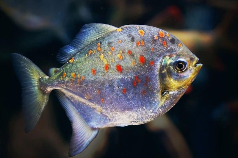 Silver Dollar Fish